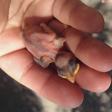 Do you know what to do if you find a young bird on the ground? These steps may save a life! Wild Baby, Baby Birds, Birds And The Bees, Bird Care, Kinds Of Birds, Baby Bird, Bird Garden, Colorful Birds, Wild Birds