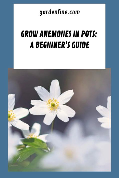 Can you grow anemones in pots? Of course, you can! Growing anemones in containers are possible, although both Anemone nemorosa and Anemone blanda thrive when Growing Anemones, Anemone Nemorosa, Anemone Blanda, Wood Anemone, Flowers Gardening, Moss Garden, Anemone Flower, Peat Moss, Liquid Fertilizer