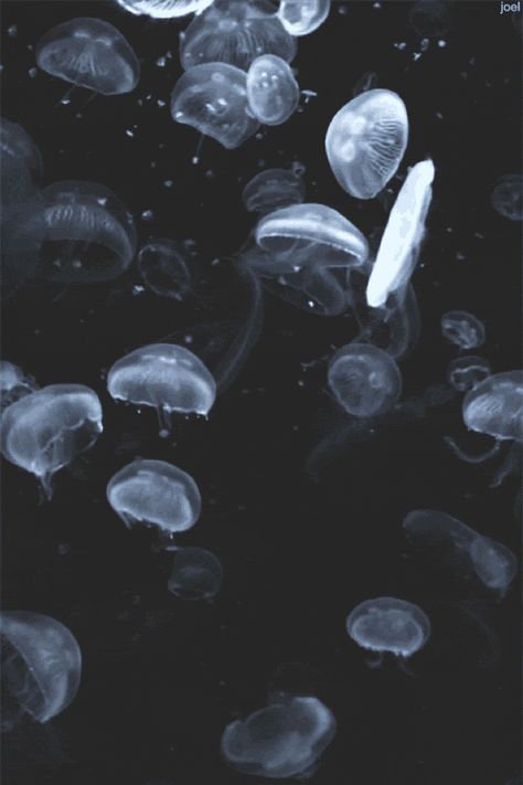 tumblr_o4g4dpYphq1rz8mvdo1_500.gif (500×750) Jellyfish Gif, Bioluminescent Jellyfish, Fish Gif, Jellyfish Tank, Monterey Bay Aquarium, Urban Nature, Ocean Fishing, 2000s Aesthetic, Exotic Fashion