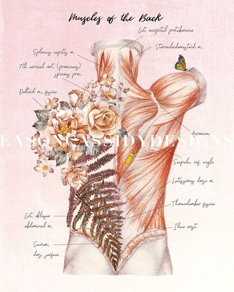 Chiropractic Poster Floral Anatomy Watercolor Muscular System - Etsy | Massage therapy rooms, Massage art, Massage therapy business Massage Wallpaper, Massage Drawing, Home Massage Room, Massage Art, Floral Anatomy, Massage Therapy Quotes, Massage Room Design, Hata Yoga, Massage Room Decor