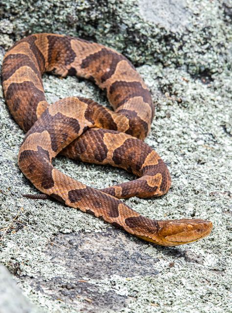 Eastern Copperhead (Agkistrodon contortrix) Demon Copperhead Book Aesthetic, Poem Collage, Cody Anderson, Copperhead Snake, Poisonous Spiders, Slytherin Common Room, Spiders And Snakes, Cute Snakes, Cute Snake