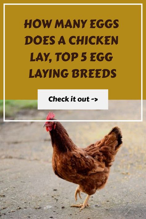 Wondering how many eggs does a chicken lay? Weeeelllll it depends on a few things. The breed is the biggest factor next to delight and feeding... Find out what effects chickens and their laying as well as the best egg laying breeds for your backyard farm. Small Backyard Farm, Getting Chickens, Small Farm Animals, Make Money Homesteading, Egg Laying Hens, Homesteading Diy Projects, Best Egg Laying Chickens, Step Ideas, Egg Laying Chickens