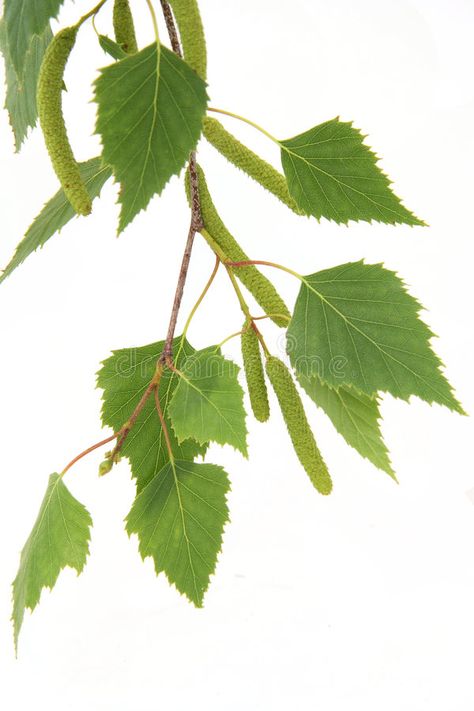 Birch Tree Leaves, Birch Leaves, Birch Leaf, Plant Fungus, Silver Birch, Plant Identification, Tree Leaves, Birch Tree, Floral Watercolor