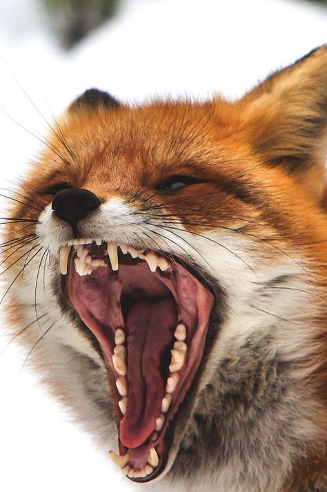 Fox Mouth Open, Angry Fox, Angry Animals, Fox Images, Animal Study, Pet Fox, Cat Air, Majestic Animals, Big Mouth