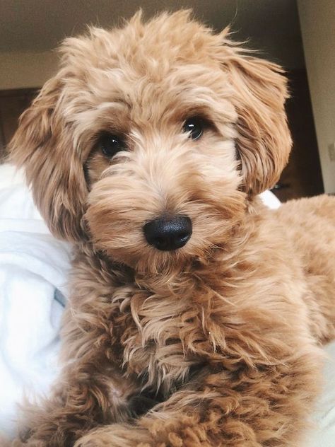 Labradoodle Haircut, Labradoodle Grooming, Goldendoodle Haircuts, Goldendoodle Grooming, Puppy Haircut, Mini Goldendoodle Puppies, Puppy Grooming, Puppy Cut, Dog White