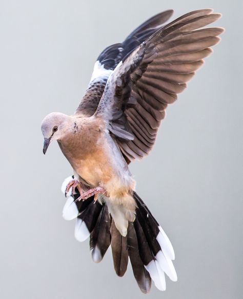 Dove Photography Bird, Dove References, Pigeon Reference, Community Mural, Spotted Turtle, Dove Flying, Bow Inspiration, Akhal Teke Horses, Turtle Doves