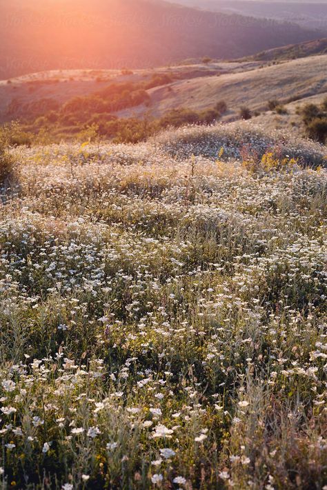 Flower field at sunset in Serbia Flower Field Aesthetic, Field Aesthetic, Field Wallpaper, 背景 シンプル, Spring Aesthetic, Garden Cottage, Nature Aesthetic, Flower Images, Flower Field