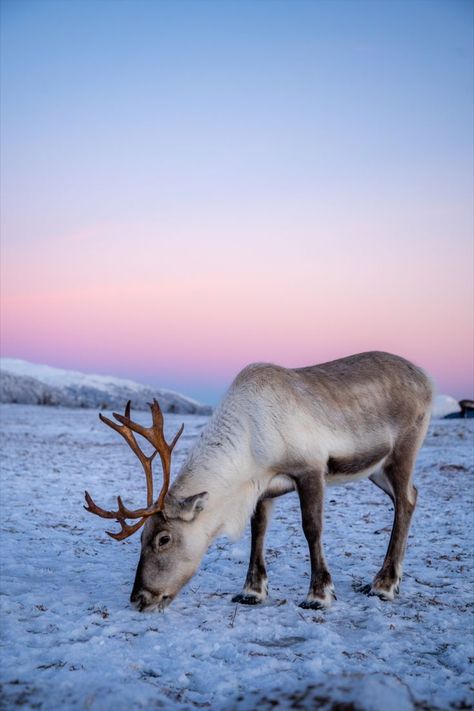 Reindeer feeding at a ranch close to Tromsø Norway Animals, Ava Animal, Reindeer Photography, Reindeer Pictures, Norway Reindeer, Arctic Reindeer, Svalbard Reindeer, Arctic Wildlife, Reindeer Farm