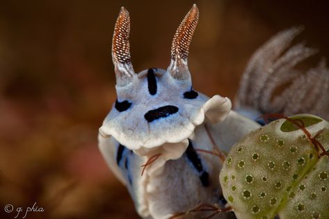 Chromodoris willani, siladen jetty, siladen, indonesia, 2017 (35023843065) - Category:Chromodoris willani - Wikimedia Commons Chromodoris Willani, Wikimedia Commons, Stuff To Do, Indonesia, Novelty Christmas, Christmas Ornaments, Holiday Decor, On Twitter, Twitter