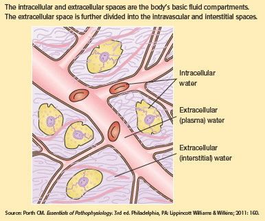 Fluid Balance Compartments: Intracellular and Extracellular Electrolytes Nursing, Life Without Water, Nursing Iv, Nursing Management, Extracellular Fluid, Nursing School Inspiration, Med Surg Nursing, Nursing School Motivation, Vet Medicine