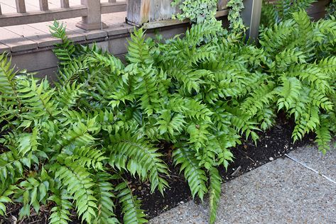 Japanese Fern Garden, Holly Fern Landscaping, Japanese Holly Fern, Japanese Holly Landscaping, Fern Landscaping, Fern Border, Japanese Fern, Japanese Holly, Moss Landscape