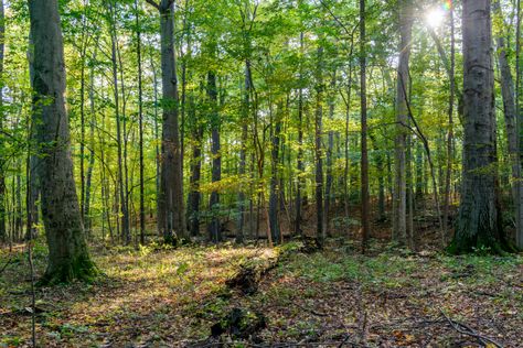 Palmyra New York, Sacred Grove, Angel Moroni, Sacred Groves, Outdoor Path, Calming The Storm, Doctrine And Covenants, Church History, Churches Of Christ