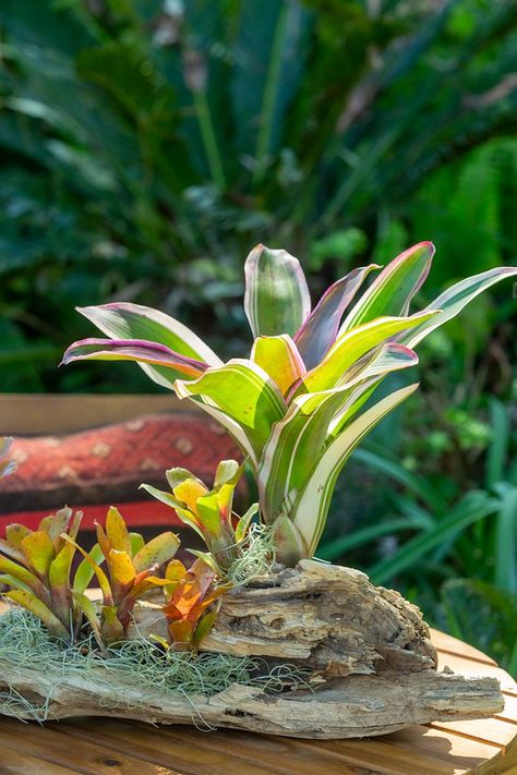 How to mount bromeliads on wood | Better Homes and Gardens How To Grow Bromeliads On Wood, Bromeliads On Driftwood, Bromeliad Mounting Ideas, Mounted Bromeliad, Bromeliad Landscaping Ideas, Bromeliad Terrarium, Bromeliad Landscaping, Bromeliad Garden, Planter Inspiration