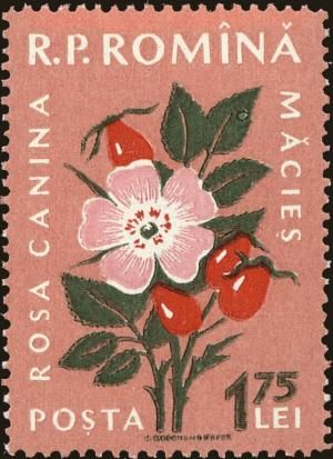 Romania - 1.75l stamp of 1959 (#109838) | StampData Stamps Wallpaper, Commemorative Stamps, Collage Kit, Letter Stamps, Post Stamp, Flower Stamp, Vintage Stamps, Mail Art, Plant Design