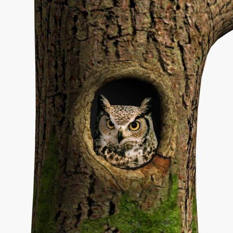 Owl In Tree, Tree Hole, Hole Drawing, Pottery Carving, Halloween Art Projects, Owl Tree, Eagle Pictures, Art Mediums, Art On Wood