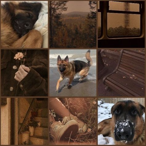 German shepherd moodboard!! #germanshepherd #moodboard #moodboardaesthetic #therian German Shepherd Care, Art Tutorials Drawing, Shepherd Dog, Pretty Little Liars, Pet Shop, Drawing Tutorial, German Shepherd, Art Tutorials, Mood Boards