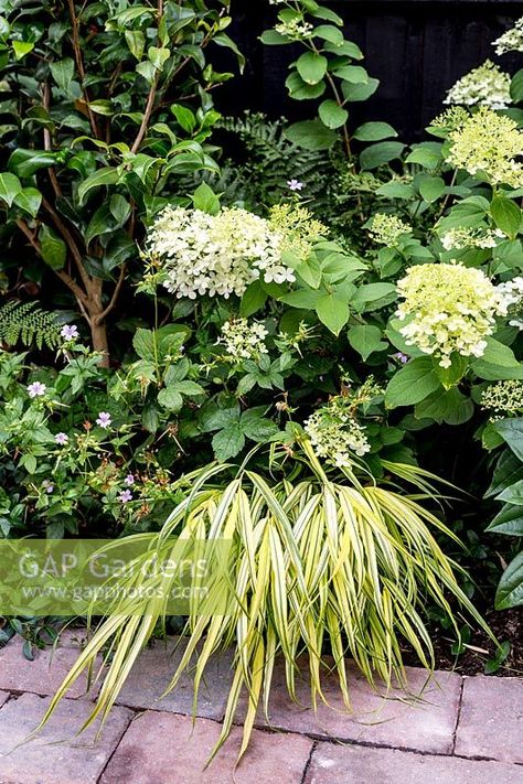 Hakenochloa Macra, Hydrangea Limelight, Hydrangea Paniculata Limelight, Hakonechloa Macra, Jungle Gardens, Hydrangea Paniculata, Hydrangea Macrophylla, Plant Photography, Back Garden