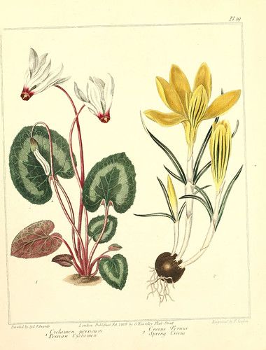 n197_w1150 | The new botanic garden London,J. Stockdale,1812… | Flickr Vintage Botanical Drawings, Zantedeschia Aethiopica, Spring Crocus, Asclepias Tuberosa, Plant Covers, Botanical Artwork, Vintage Botanical Prints, Wall Art Set Of 3, Floral Wall Decor