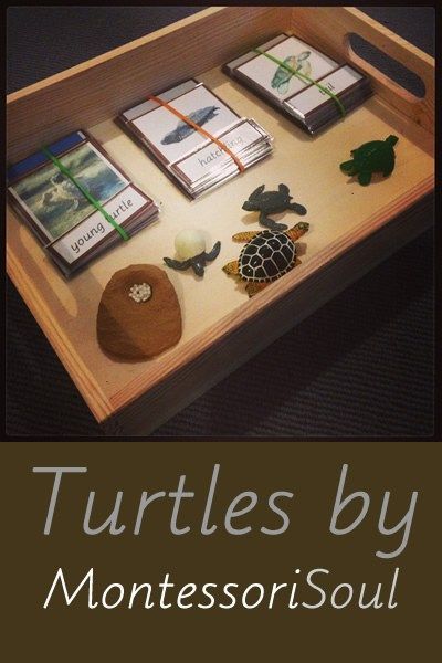 Montessori Turtle Activities, Activities For Kids Outdoor, M Activities, Swim With Turtles, Turtle Activities, Montessori Infant, Montessori Science, Turtle Theme, Diy Mom