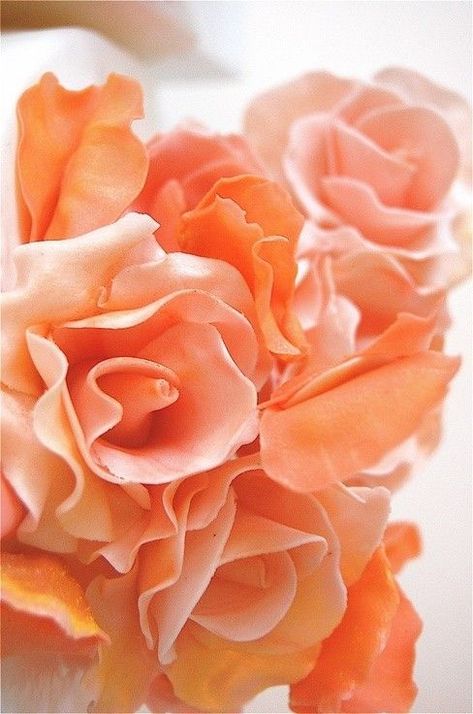 Peach Aesthetic, Flower Artists, Shades Of Peach, Wedding Petals, Peach Blush, Peach Trees, Alexandria Va, Peaches N Cream, Coral Peach