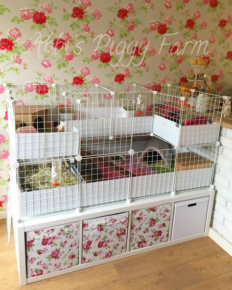 4x2 C&C cage with a C shaped loft. Underneath, I've used Ikea Kallax units and Drona storage cubes to store spare hay, puppy pads, newspaper, pellets, fleece pads etc. #candccage #c&c #guineapig #ikea Drona Storage, C And C Cage, Guinea Pig Cage Ideas, Pig Habitat, Guine Pig, Puppy Cage, Diy Guinea Pig Cage, Guinea Pig Diy, Cage Hamster