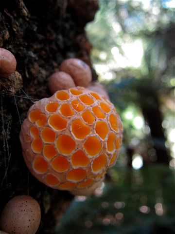 Pretty Fungi, Fungi Species, Fantastic Fungi, Weird Fruit, Clay Mushroom, Mushroom Pictures, Slime Mould, Needle Felting Tutorials, Mushroom Fungi