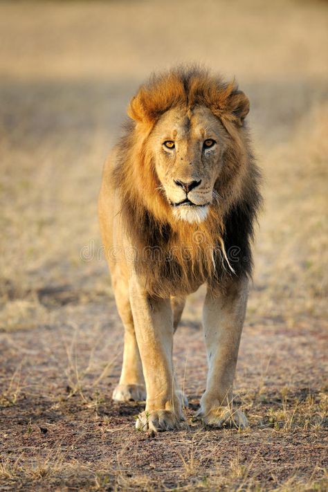 Lion. Male Lion standing up front , #ad, #Male, #Lion, #front, #standing #ad Standing Lion, Lion Standing, Lion Image, Lion Kings, Lion Photography, Cats Rule, Lion Wallpaper, Lion Images, Male Lion