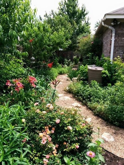 Super Drought Tolerant Plants for Central Texas - Lisa's Landscape & Design Texas Native Plants Landscaping, Groundcover Roses, Drought Tolerant Trees, Native Plant Landscape, Texas Landscaping, Xeriscape Landscaping, Texas Plants, Texas Native Plants, Texas Landscape