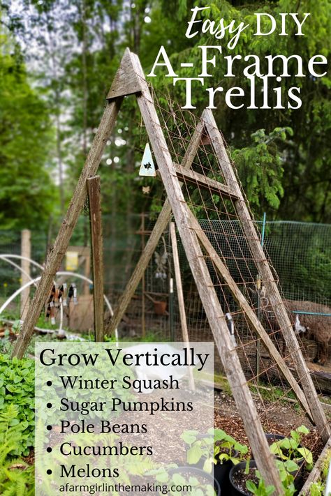 Want a way to increase your growing space? Go Vertical over your raised beds. Grow pole beans, squash, melons, cucumbers, and more by going up and making the most of vertical space to grow more food in your backyard garden. Get the instructions for your DIY trellis now! A Frame Squash Trellis, Diy Trellis Sticks, Melon Garden Ideas, Squash Trellis Ideas Diy, Watermelon Garden Trellis, Growing Melons In Raised Beds, Pumpkin Garden Ideas Raised Beds, Melon Trellis Diy, Squash Trellis Diy