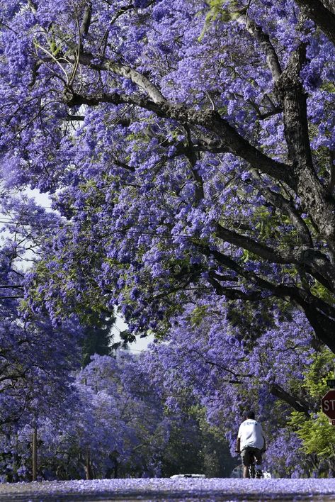 Jacaranda Mimosifolia, Jacaranda Trees, Cool Trees, San Gabriel Mountains, Jacaranda Tree, Amazing Trees, Scenic Pictures, Purple Trees, San Gabriel