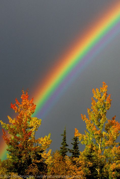 Fall Rainbow Rainbow Photography Nature, Double Rainbows, Frühling Wallpaper, Fall Rainbow, Rainbow Pictures, Rainbow Photography, God's Promise, Rainbow Magic, Rainbow Sky