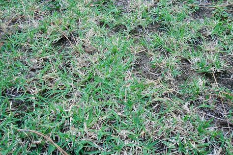 Most people hate crabgrass. Advertisers teach us to when they promote their many products for killing it. Although it has benefits and farmers love it, homeowners would much rather be rid of it. Overseeding Lawn, Kids Pancakes, Pergola Pictures, Pulling Weeds, Making Plant Pots, Perennial Grasses, Healthy Lawn, Lawn Edging, Backyard Inspo