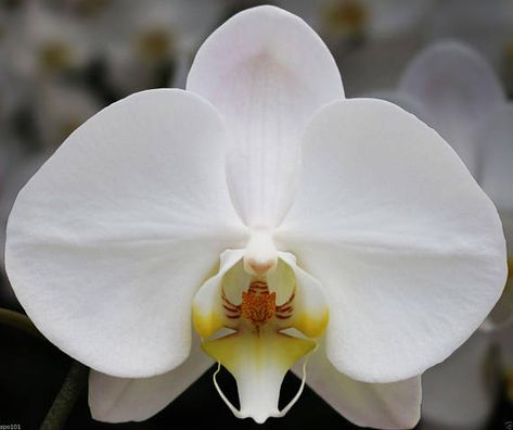 Phalaenopsis Orchid Care, Repotting Orchids, Orchid Fertilizer, Mini Carnations, Orchid White, Moth Orchid, Best Honey, Orchid Arrangements, Phalaenopsis Orchid