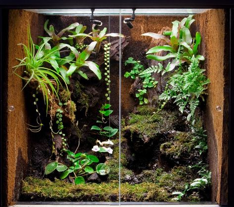 Forest Terrarium, Frog Vivarium, Gecko Vivarium, Bioactive Vivarium, Tropical Terrariums, Snake Terrarium, Cypress Mulch, Frog Terrarium, Gecko Terrarium