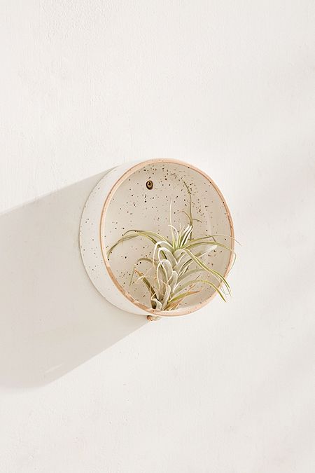 Air Plants Diy, Unique Planters, Plant Display Ideas, Hanging Plants Diy, Ceramics Pottery Mugs, Air Plant Display, Air Plant Holder, Plant Stands, Pottery Crafts