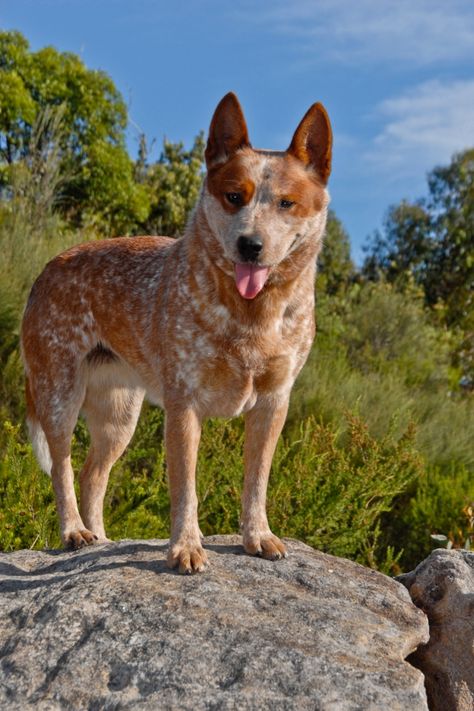 Truly Interesting Facts about Australian Cattle Dogs (Blue Heelers) Red Heeler Dog, Australian Shepherd Red Tri, Aussie Cattle Dog, Austrailian Cattle Dog, Cattle Dogs Rule, Heeler Puppies, Blue Heelers, Blue Heeler Dogs, Dog Blue Heeler