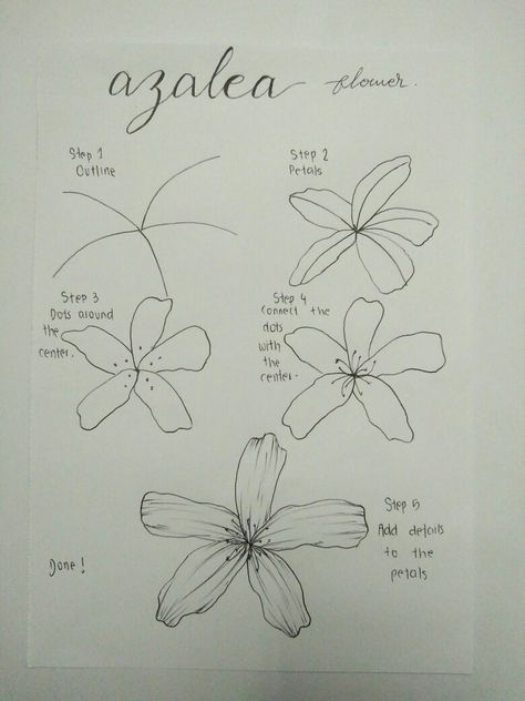 How To Draw Azalea Flower, Botanical Line Drawing Step By Step, Azalea Drawing, Easy Flower Drawings, Pencil Drawings Of Flowers, Azalea Flower, Pencil Drawings For Beginners, Botanical Line Drawing, Draw Flowers