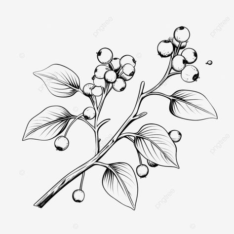 mistletoe line drawing in scandinavian style hand drawn christmas branch of mistletoe plant simple Christmas Plants Drawing, Draw Mistletoe, Christmas Line Drawings, Line Drawing Christmas, Mistletoe Drawing, Mistletoe Plant, Christmas Sketch, Christmas Doodle, Doodle Png