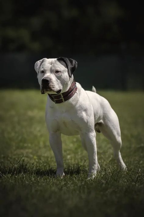 American Bulldog Scott, Johnson American Bulldog, American Bulldogs, American Bull, American Pitbull, Board Inspiration, English Bull Terriers, American Staffordshire Terrier, Water Dog