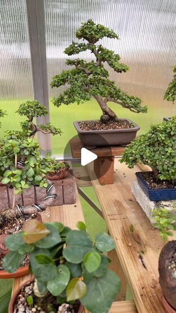 Little Jade Bonsai | Wednesday, June 5th, 2024 in the greenhouse. Very hot and thriving. 🦖#littlejadebonsai | Instagram Bonsai Greenhouse, Bonsai Pots Ideas, Mini Japanese Garden, Jade Plant Bonsai, Jade Bonsai, Bonsai Ficus, Bonsai Forest, Jade Tree, Bonsai Tree Care