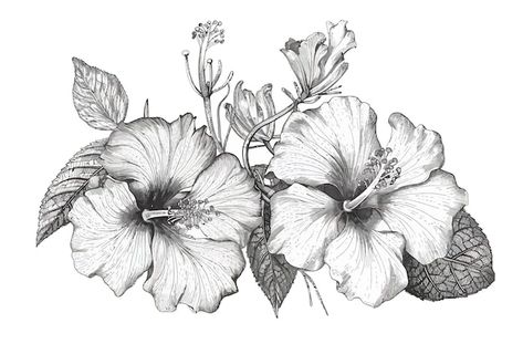 Hibiscus flowers vintage botanical engra... | Premium Vector #Freepik #vector #hibiscus #black-white-flowers #hibiscus-flower #floral-sketch Engraving Drawing, Hibiscus Flower Drawing, Flower Sketches, Small Tattoos For Guys, Flowers Vintage, Vector Cartoon, Vintage Botanical, Hibiscus Flowers, Cartoon Illustration