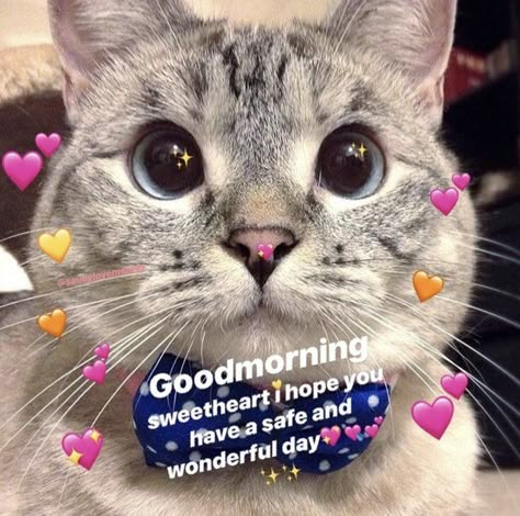 Cat Memes Funny, Funny Text Memes, Wholesome Pictures, Valentines Day Memes, Cute Love Memes, Text Memes, Cute Messages, Cats Funny, Cat Valentine