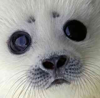 Ringed Seal, Harp Seal, Wide Eyes, Cute Seals, Seal Pup, Baby Seal, Sweet Animals, Animal Photo, Sea Animals