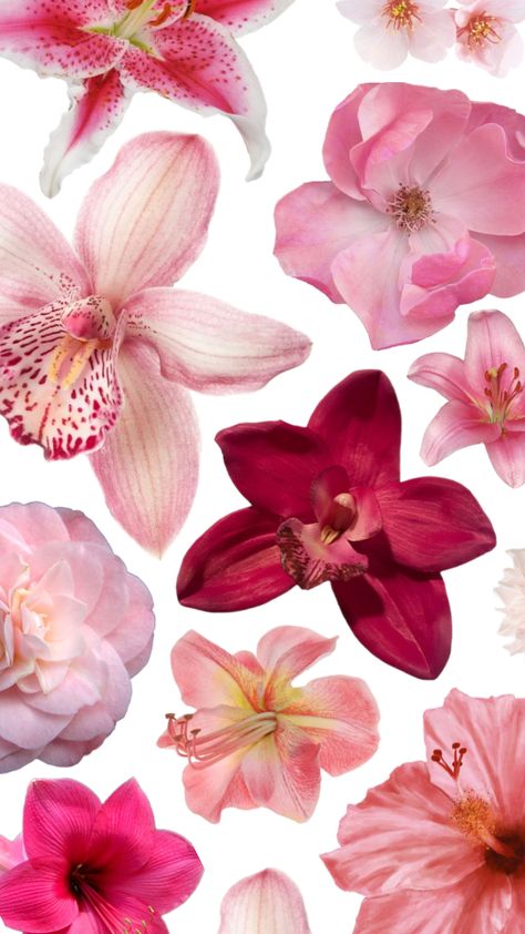 flower wallpaper 🌸 🌺 Flower Wallpaper Collage, Wallpaper Look Screen, Ipad Wallpaper Flowers, Flower Wallpaper Ipad, Flower Ipad Wallpaper, Ipad Collage Wallpaper, A3 Wallpaper, Orchid Wallpaper, Pink Wallpaper Laptop