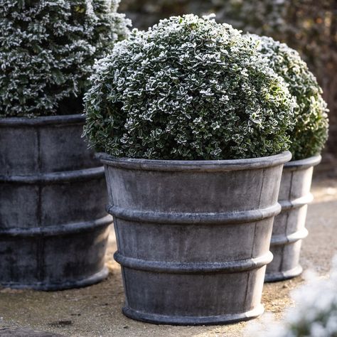 Buy Greystoke ribbed planter - aged zinc: Delivery by Waitrose Garden Zinc Planters, Tool Sheds, Reinforced Concrete, Back Garden, Weather Resistant