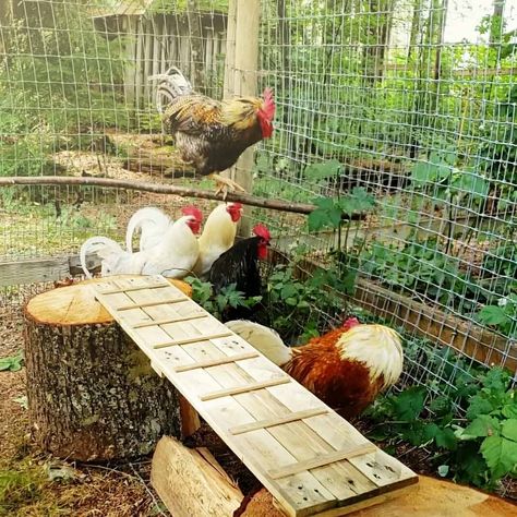 Chicken Run Herb Garden, Chicken Exercise Ideas, Open Chicken Run, Chicken Run Toys Diy, Chicken Run Entertainment Ideas, Chicken Run Perch Ideas, Chicken Run Accessories, Chicken Fencing Ideas, Chicken Run Enrichment