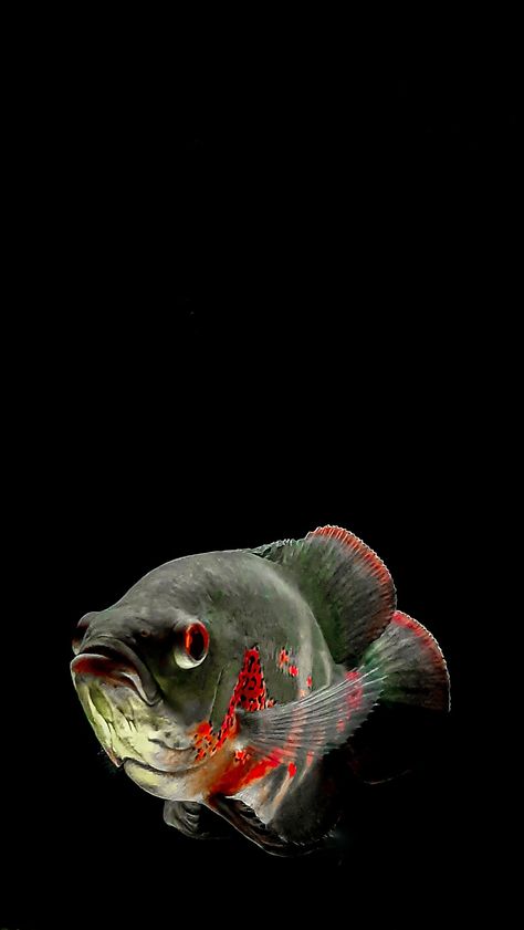 Fish References, Oscar Fish, Dragon Fish, Iphone Wallpaper Hd Nature, Beautiful Sea Creatures, Fish Wallpaper, Exotic Fish, Pet Fish, Fishing Life