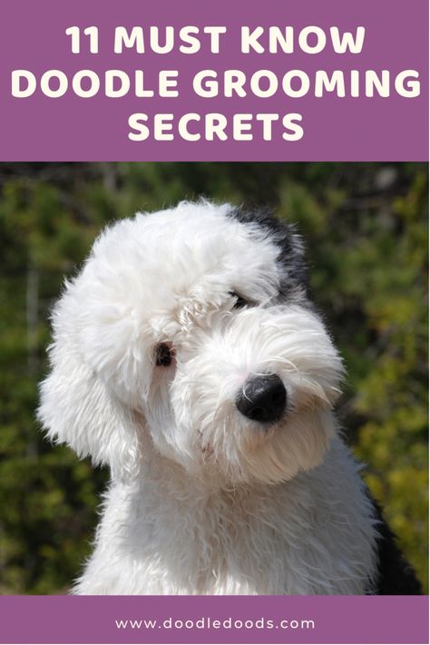 Doodle Dog Grooming, Grooming Your Dog At Home, Pyredoodle Haircuts, Sheepadoodle Haircuts, Doodle Haircut Dog Grooming, Dog Grooming Doodle, Sheepadoodle Grooming, Golden Doodle Grooming Styles, Doodle Face Grooming