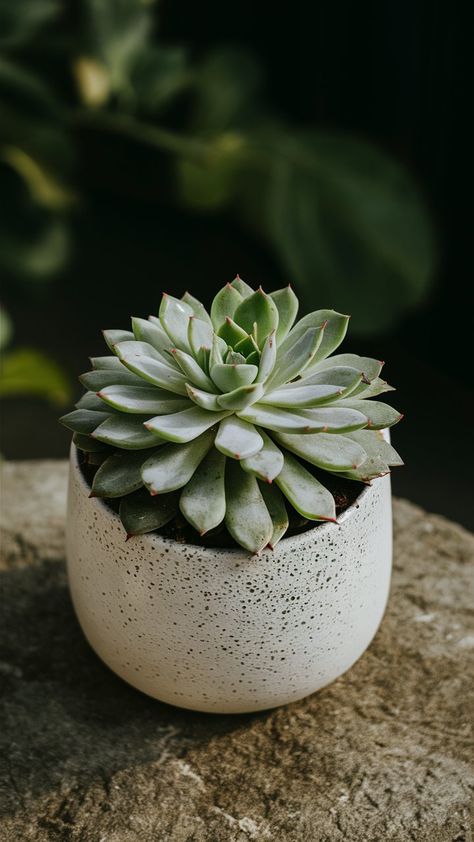 Elevate your space with these beautiful succulent planter ideas. From hanging planters to tabletop arrangements, find inspiration to create a serene and green environment in your home. Follow us for more creative ways to incorporate succulents into your decor! Plant Website, Succulent Planter Ideas, Potted Succulents, Succulent Planters, Green Environment, Planter Ideas, Urban Gardening, Succulent Arrangements, Succulent Pots