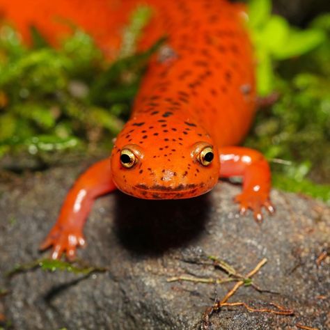 Check out this red salamander! They may look cute, but they can secrete toxins to scare off even the most intimidating predators. 📸:… Red Salamander, Animal Planet Toys, Planet Toys, Planet Logo, Crazy Dresses, Seafood Restaurants, Africa Animals, Los Angeles Restaurants, Hipster Cat